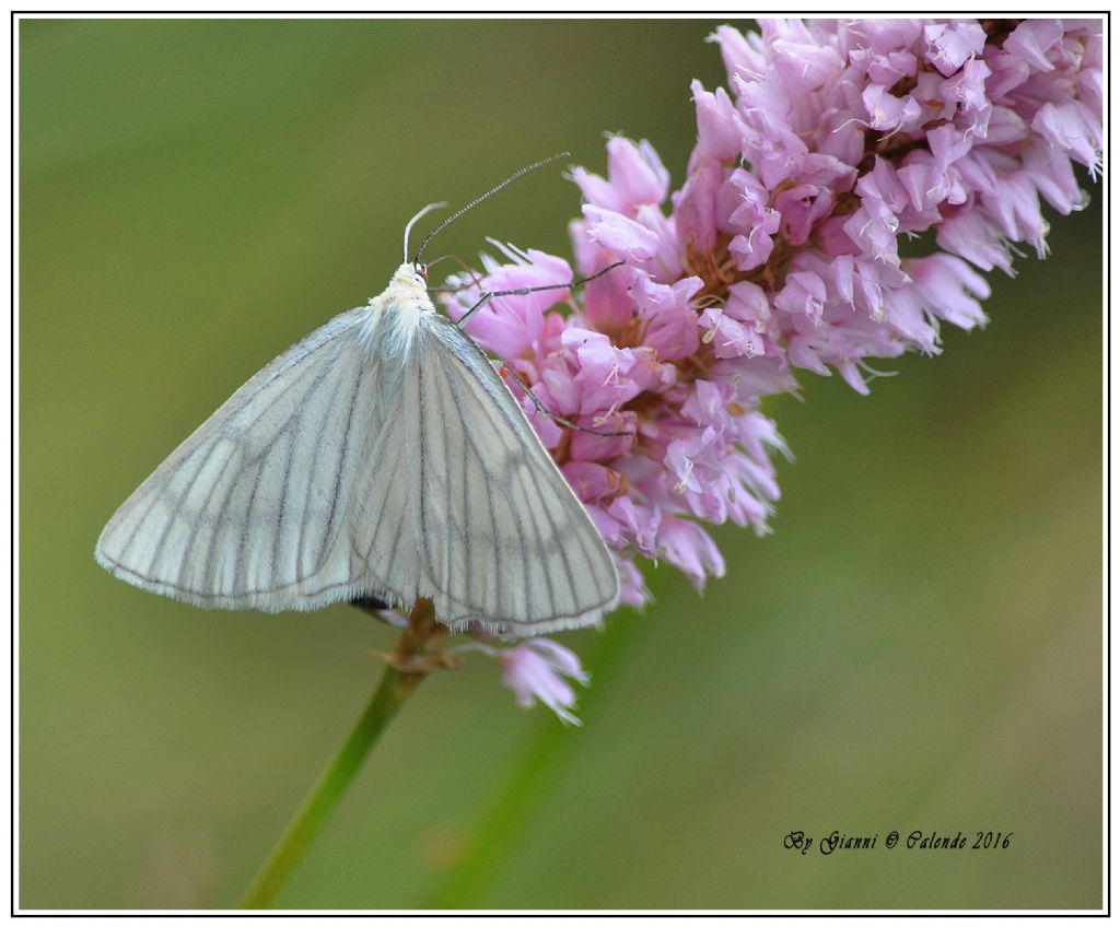 Farfalla da id -  Siona lineata